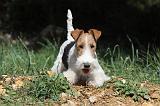 FOX TERRIER 116